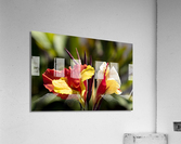 Balisier comestible  Acrylic Print