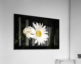 Marguerite a minuit  Acrylic Print