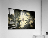 Decorative fleurs dete Acrylic Print