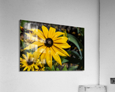Fleurs tournesol en macro Acrylic Print