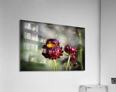  Immortelle a bracteesfleur Acrylic Print