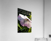 Hibiscus rose Acrylic Print