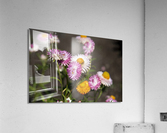 Immortel Acrylic Print