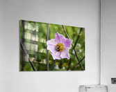 Anemone avec abeille Acrylic Print