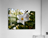 Jolie fleurs blanche inconnu Acrylic Print