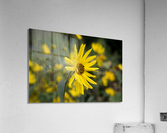 Fleurs tournesol 3 Acrylic Print
