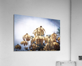 Champs de tournesol Acrylic Print