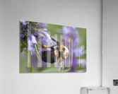 Abeille macro Acrylic Print