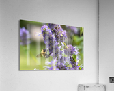 Abeille au travaille Acrylic Print
