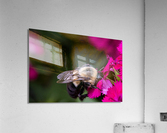 Abeille dans les fleurs Acrylic Print