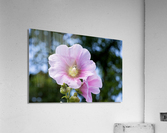 Fleur butiner ete Acrylic Print
