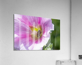 Macro abeille au travaille Acrylic Print