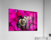 Macro abeille 3 Acrylic Print