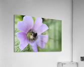  Pollen Collector: Close-Up of Bee on Pink Hibiscus Acrylic Print