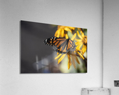 Overhead Elegance: Monarch Butterfly Macro Shot  Acrylic Print