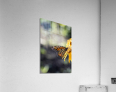  Monarch Majesty: Side View of Closed-Wing Butterfly Acrylic Print
