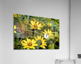 Sunflower Frolic: White Butterfly on Sunflowers Acrylic Print