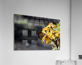 Macro Majesty: Monarch Butterfly and Flowers 2 Acrylic Print