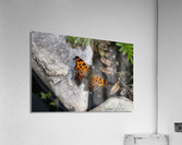 Macro Serenity: Butterfly on Rock  Acrylic Print