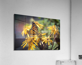 Monarch Unveiled: Open-Winged Butterfly on Flowers Acrylic Print
