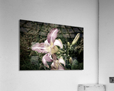 Desaturated Elegance: Lys Photograph Acrylic Print
