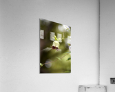 Elegance veneneuse : Lintensite dune belladone en macro avec un fond bokeh Acrylic Print