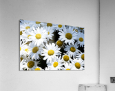 Harmonie naturelle : Decouvrez la delicatesse dun tapis de marguerites blanches en macro Acrylic Print