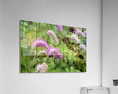 Immersion sauvage : Un champ de Sanguisorba obtusa une mer de beaute naturelle Acrylic Print