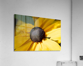 Exploration detaillee : Decouvrez la splendeur dun rudbeckia en gros plan macro Acrylic Print