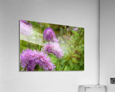 Fleurs eponge: Lelegance saisissante en macro Acrylic Print