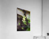 Nature envoutante : Decouvrez la beaute captivante dune belladone en macro  Acrylic Print