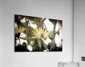 Nature reinventee : Decouvrez le tournesol en macro desature  Acrylic Print