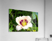Elegance florale : Lys blanc captivant entoure de feuillus verdoyants  Impression acrylique