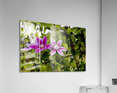 Fleurs en harmonie : Clematite rose mauve captivante avec un fond de feuillus Acrylic Print