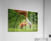 Sandhill Crane Colts Acrylic Print