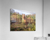 Lone Stag Acrylic Print