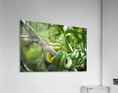 Green tree snake (Dendrelaphis punctulata); Madang Province, Papua New Guinea  Acrylic Print
