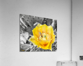 Honey Time Acrylic Print