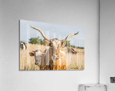 Mommas Boy Acrylic Print