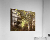 Nature Ramble through the Autumn Birch Trees in the Scottish Highlands Acrylic Print