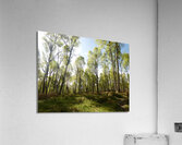 Early May Sun in a Scottish Highlands Birch Forest Acrylic Print