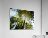 Scottish Highlands Birch Tree Spring Perspective Acrylic Print