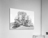 We Three Trees of the Scottish Highlands in High Glossy Monochrome Acrylic Print
