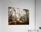 Scottish Highlands Winter Pine Forest  Sun and Shadows Acrylic Print