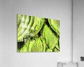 Rainy Hosta Leaves in Intelligent Art Nature Photography Acrylic Print