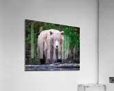 Bear Stare Down Acrylic Print