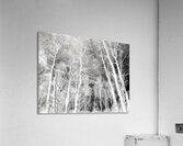   Sottish Highlands Winter Snow Covered Birch Trees  Acrylic Print