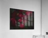 Foggy Geraniums Acrylic Print