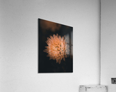Harvest Mum Acrylic Print