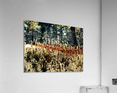 Forest Miniature Acrylic Print